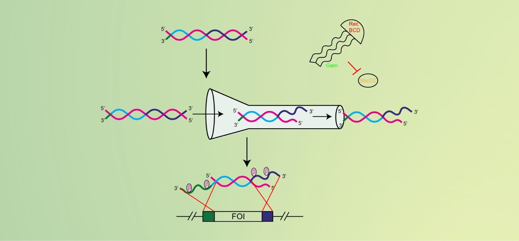 Transduction and Lambda Red Overview GoldBio
